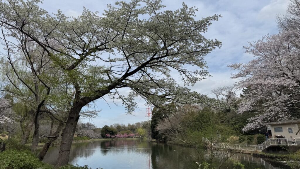 神奈川県立三ツ池公園
