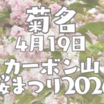 2026年4月19日菊名　桜山公園　カーボン山　桜祭り開催