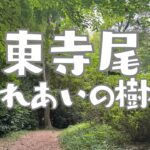 横浜市鶴見区東寺尾　フレイ樹木